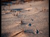 Spiagge Bianche Rosignano Solvay