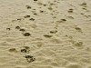 Spiaggia di Follonica