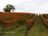 Bruno ventre - Vigne