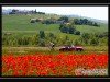 Passaggio delle 1000miglia tra la campagna senese